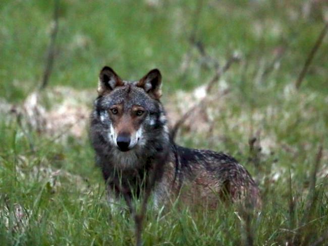 Im Tessin konnten zwei Wölfe nachgewiesen werden (Archiv)