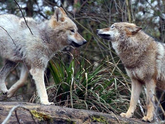 Zwischen 25 und 30 Wölfe leben heute in der Schweiz (Archiv)