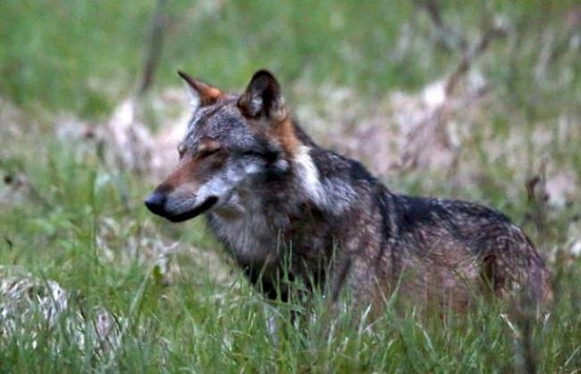 Ein Wolf, aufgenommen im Obergoms, Wallis (Symbolbildbild)