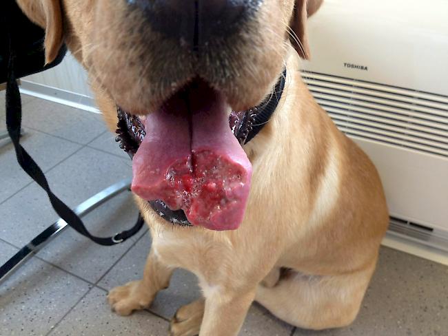 Hund verliert wegen giftiger Raupe beinahe seine Zunge 1815.ch