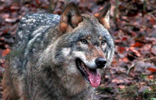 Ein Wolf auf Streifzug (Symbolbild).