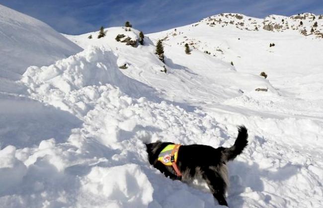 Übung mit einem Lawinenhund (Symbolbild)