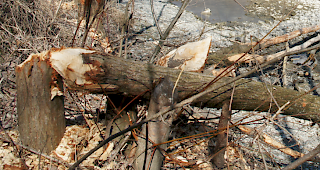 F&auml;llplatz. Diese k&uuml;rzlich gekappten B&auml;ume zeugen von der Pr&auml;senz von Bibern an der Vispa.