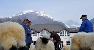 &Uuml;ber 500 gemeldete Tiere...