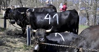 Eringerk&uuml;he reisen demn&auml;chst nach Bern. (Archiv)