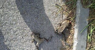 &laquo;habe hier ein Foto von den toten Fr&ouml;schen...K&ouml;nnte aber auch sein, dass die Fr&ouml;sche einfach nur in der Sonne liegen :/ Liebe Gr&uuml;sse und einen sch&ouml;nen Tag euer Kaktus :)&raquo;