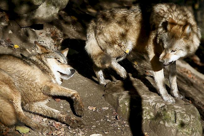 Spekulation. Kommt es in der Augstbord-Region zur Bildung des zweiten Wolfsrudels der Schweiz? (Symbolbild)