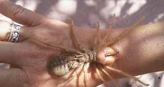 Voilà: Eine sogenannte «Camel-Spider»...wunderschön, nicht wahr?