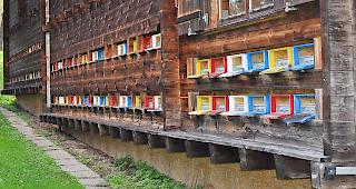 Noch sind die Oberwalliser Bienenst&ouml;cke vom Kleinen Beutenk&auml;fer verschont geblieben.