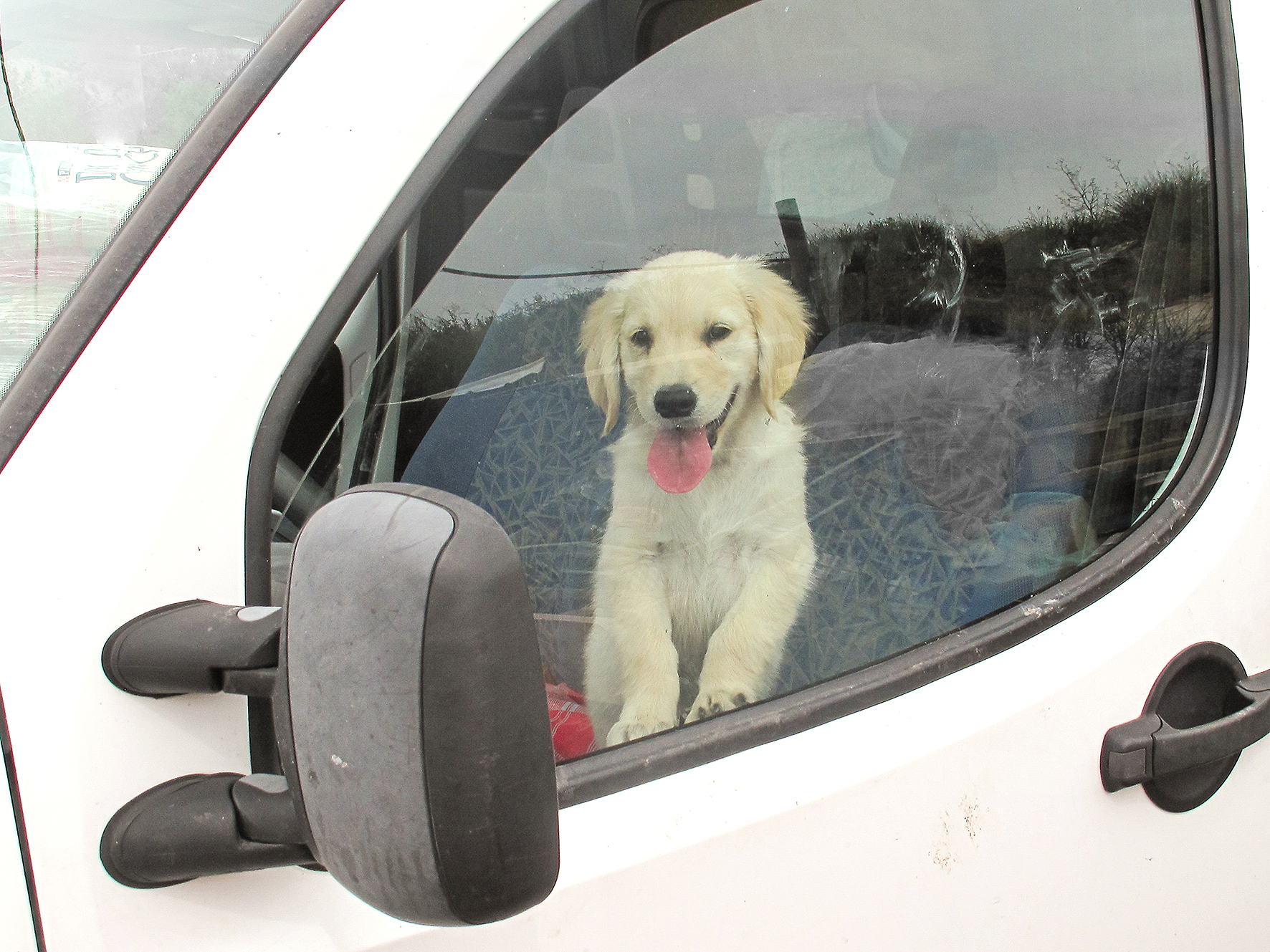 Hitzefalle Auto Gefahr für Hunde 1815.ch