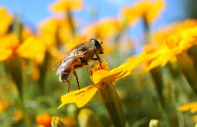 Bienen sollen besser geschützt werden (Archiv)