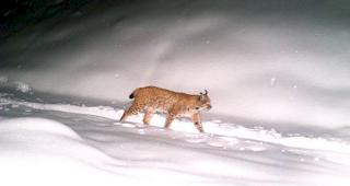 Ein im Wallis fotografierter Luchs.