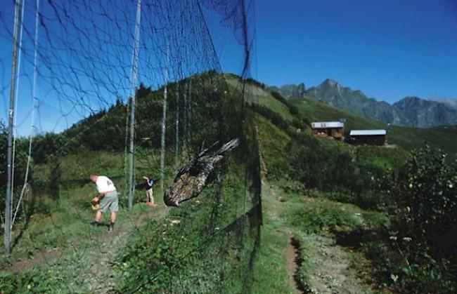 Der Col de Bretolet im Unterwallis wird jeden Herbst von Abertausenden von Zugvögeln überquert und bietet daher einzigartige Bedingungen zur langfristigen Überwachung des Zuggeschehens des Vogelzugs in den Alpen. (Archiv)