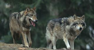 Nachwuchs. In Graub&uuml;nden hat sich ein zweites Wolfsrudel gebildet. (Symbolbild)