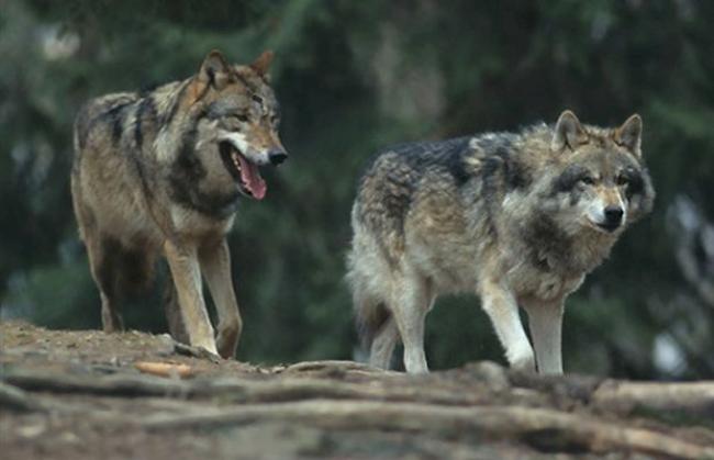 Nachwuchs. In Graubünden hat sich ein zweites Wolfsrudel gebildet. (Symbolbild)