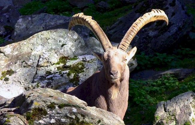 «Berti» heisst der ausgewachsene Steinbock im Tierpark Aletsch. Wegen ihm kehrt die halbwilde Steingeiss immer wieder zurück in ihr Habitat.