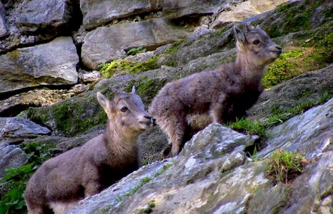 Nachwuchs im Tierpark: Zwei Steinbockgitzi im Sommer 2014.