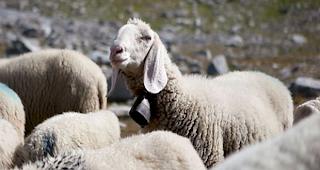 Pechstr&auml;hne. Sieben &laquo;Saaser Mutten&raquo; in der Deutschschweiz verschwunden (Archivbild).