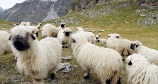 43 Franken mehr pro Schaf: In einer Studie ist die wirtschaftliche Situation zwischen dreizehn Schafalpen in den Kantonen Uri und Wallis vor und nach der Anpassung der Schafs&ouml;mmerung an die Grossraubtiersituation untersucht worden. 