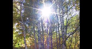 Birken im B&uuml;rkendorf 