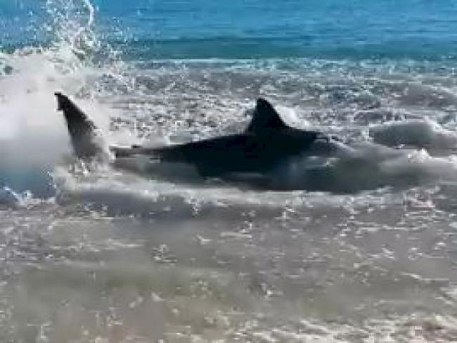 Der Hai wurde an die Küste gespült, heftig zappelnd (Bild: YouTube)