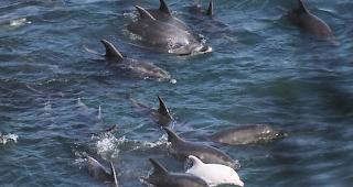 Hotelplan engagiert sich f&uuml;r Delphine.