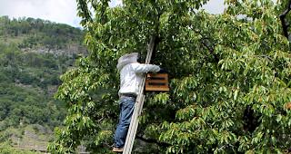 Imker in der H&ouml;he: Ein Bienenschwarm wird eingefangen. 