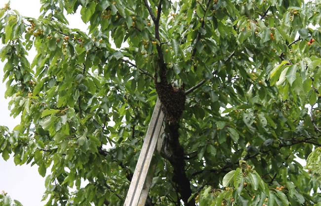 Im Kirschbaum: Der Schwarm hat sich an einem Baumast festgesetzt.