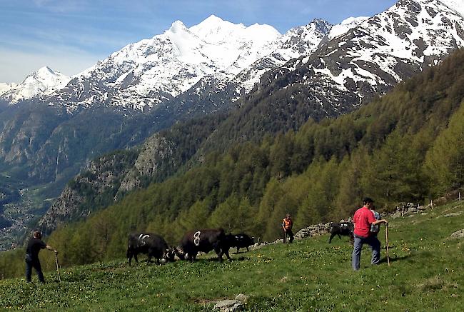 Anlässlich des Alpaufzugs am kommenden Samstag herrscht auf der Alpe Pletschen reger Betrieb. (Archiv)