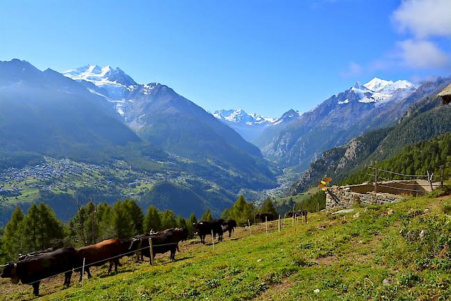 Rund 50 Tiere werden auf der Alpe Pletschen gesömmert. (Archiv)