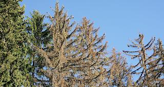 Ist ein Baum von K&auml;fern befallen, stirbt die Pflanze in den meisten F&auml;llen.