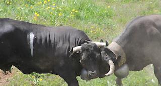 &laquo;Bsetztag&raquo; auf der Alpe Pletschen. 