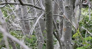 Die Gespinste der Motte k&ouml;nnen ganze B&auml;ume befallen.