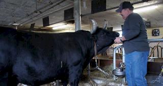 Viktor Gsponer (55), Getwing, mit Titelverteidigerin &laquo;Cobra&raquo;, ca. 730 Kilogramm: &laquo;Die Dichte an kampfstarken K&uuml;hen hat in den letzten Jahren enorm zugenommen. In Aproz sind Tagesform und viel Gl&uuml;ck entscheidend. Pouky ist eine heisse Anw&auml;rterin auf den Titel.&raquo;
