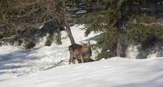Der zunehmende Schneesport abseits der Pisten bedeutet Stress f&uuml;r Wildtiere...