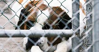 Das Schicksal der Bernhardiner sorgt landesweit f&uuml;r Schlagzeilen.