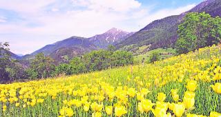 Die Zahl der Pflanzenarten auf europ&auml;ischen Gipfeln hat generell zugenommen. (Archiv)