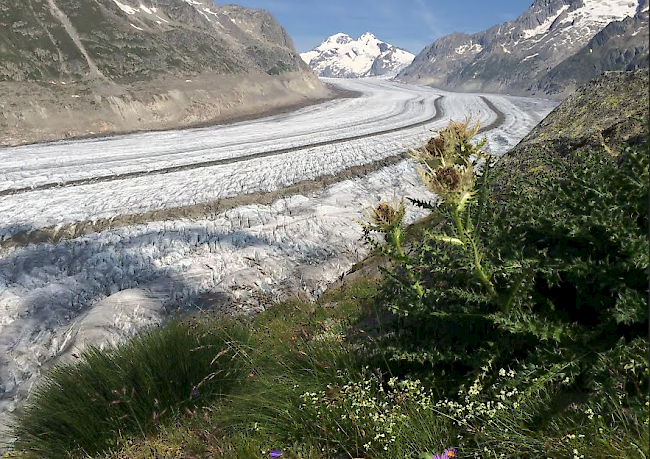 Blick auf den Aletschgletscher