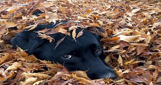 &laquo;Mein Hund Hannibal scheint die Bl&auml;tter zu geniessen.&raquo;
