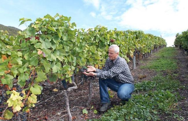 Keillereibetreiber und Weinbauer Amédée Mathier in seinen Rebbergen in Salgesch: «Bei der Pinot-Ernte liegen wir zurzeit 50 Prozent unter den Vorjahresergebnissen.» 