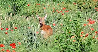 Nehmen die Verbissch&auml;den durch Wild zu?