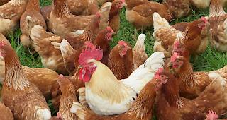 In Reckingen-Gluringen sorgen H&uuml;hner seit l&auml;ngerer Zeit f&uuml;r grosse Aufregung.