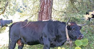 Die hiesigen Eringer haben im Tirol genetische Verwandte........