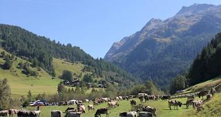 Agrarpolitik ab 2022. Nach Ansicht der Bauern und Tiersch&uuml;tzer w&uuml;rden durch die zuk&uuml;nftige Landwirtschaftspolitik des Bundesrats noch mehr Betriebe verschwinden.