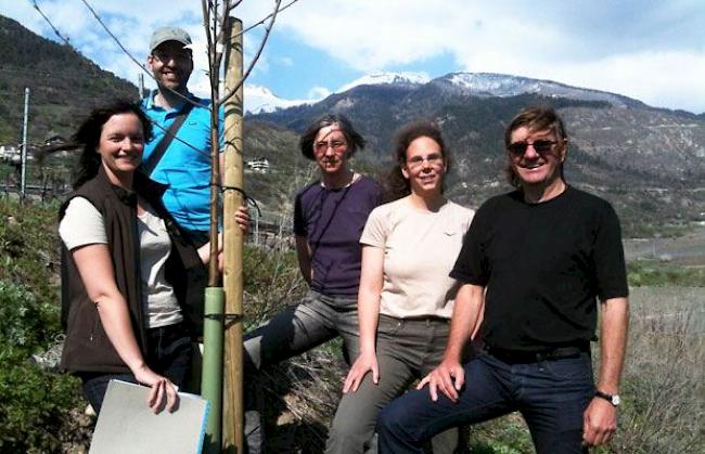 Baumpflanzaktion in den Varner Reben: Alice Lambrigger (Projektleitung RNP Pfyn-Finges), Michel Bhend und Désirée Thalmann (FLS), Jenny Meichtry (Mitarbeiterin Landschaftspflege RNP) und Roman Hapka (SL).