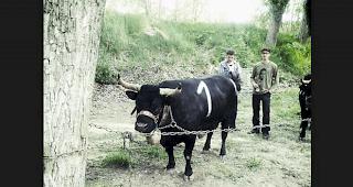 &laquo;Schakira&raquo; im Fokus des allgemeinen Interesses.