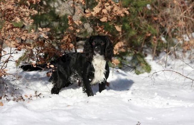 Leider gab es für «Finn» und seine Besitzerin Kerstin Mark kein Happy-End: der Cocker-Spaniel-Rüde wurde inzwischen tot aufgefunden. (Archiv)