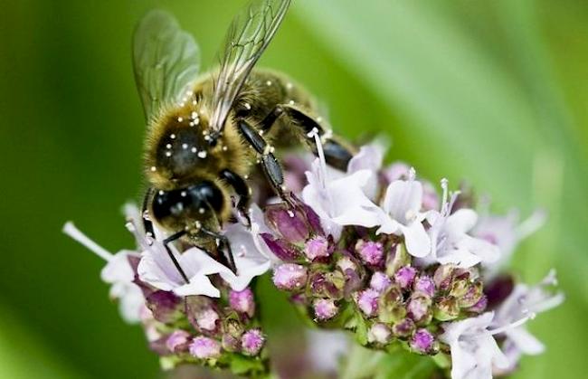 Viele Faktoren tragen zum Bienensterben bei, darunter bestimmte Pestizide (Archiv)