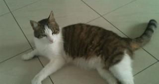 &laquo;Anbei ist Pablo zu sehen, wie wir ihn kennen...&raquo; schreibt 1815.ch-Leser K.