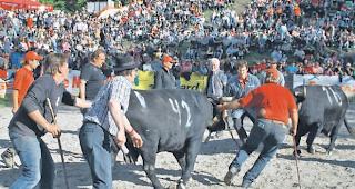 Hier gingen im Mai 2012 im Ring in Aproz die Emotionen hoch. Rabatteure f&uuml;hren &laquo;Schakira&raquo; und &laquo;Gentiane&raquo; zusammen.